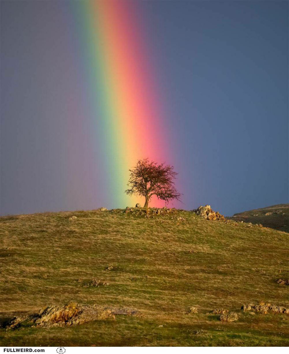 A Rainbow And A Tree