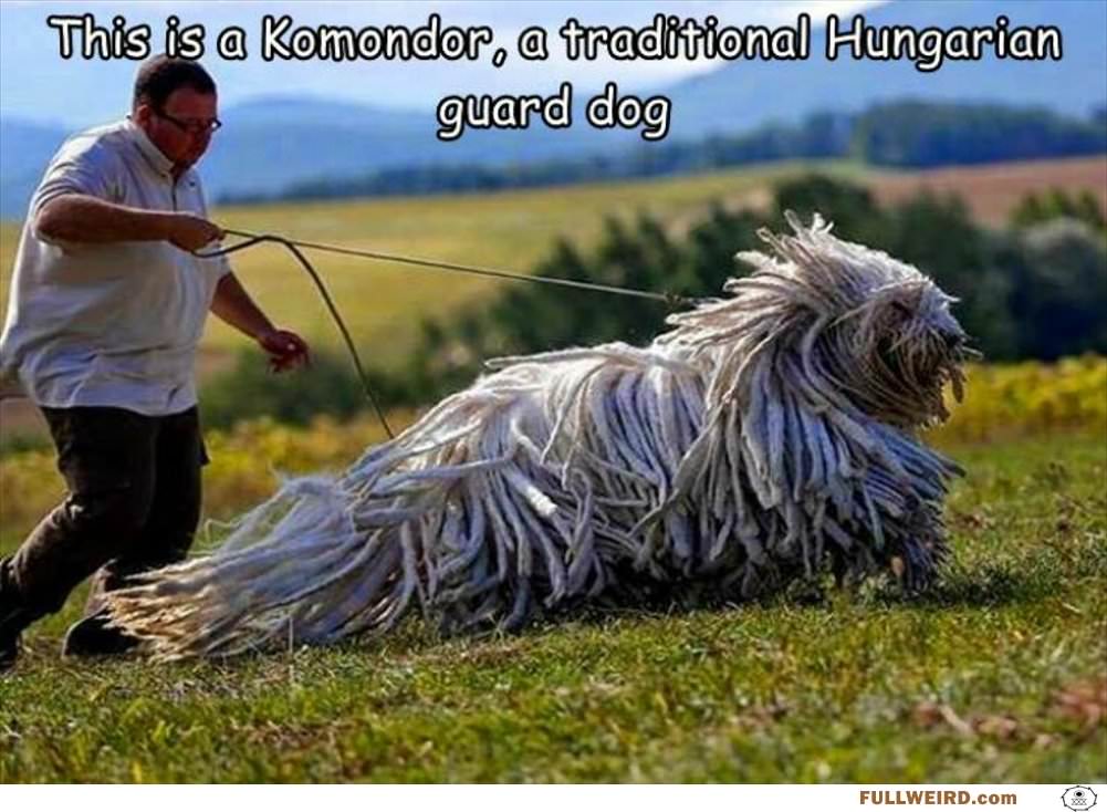 This Is Komondor